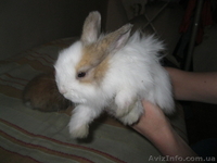 Декоративные карликовые крольчата - <ro>Изображение</ro><ru>Изображение</ru> #2, <ru>Объявление</ru> #642253