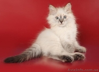 Зефир Сибирский Охотник - <ro>Изображение</ro><ru>Изображение</ru> #2, <ru>Объявление</ru> #633612