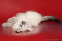 Зефир Сибирский Охотник - <ro>Изображение</ro><ru>Изображение</ru> #4, <ru>Объявление</ru> #633612