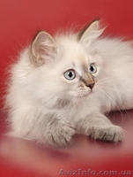 Зефир Сибирский Охотник - <ro>Изображение</ro><ru>Изображение</ru> #3, <ru>Объявление</ru> #633612