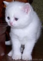 Шотландские вислоухие и страйт котята. - <ro>Изображение</ro><ru>Изображение</ru> #3, <ru>Объявление</ru> #417370