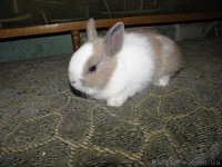 Декоративные кролики, клетки. корма доставка - <ro>Изображение</ro><ru>Изображение</ru> #4, <ru>Объявление</ru> #628304