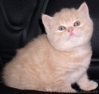Шотландские вислоухие и страйт котята. - <ro>Изображение</ro><ru>Изображение</ru> #1, <ru>Объявление</ru> #417370
