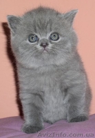 Шотландские вислоухие и страйт котята. - <ro>Изображение</ro><ru>Изображение</ru> #2, <ru>Объявление</ru> #417370