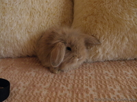 Декоративные кролики, клетки. корма доставка - <ro>Изображение</ro><ru>Изображение</ru> #5, <ru>Объявление</ru> #628304