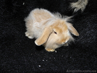 Декоративные кролики, клетки. корма доставка - <ro>Изображение</ro><ru>Изображение</ru> #6, <ru>Объявление</ru> #628304