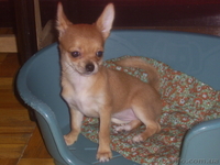 продам щенки чихуахуа - <ro>Изображение</ro><ru>Изображение</ru> #2, <ru>Объявление</ru> #613455