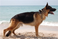 Щенки немецкой овчарки. Экстерьери рабочие качества. - <ro>Изображение</ro><ru>Изображение</ru> #3, <ru>Объявление</ru> #610665