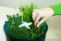 Проращиватель семян Ves Electric V-GH 201 - <ro>Изображение</ro><ru>Изображение</ru> #4, <ru>Объявление</ru> #618279