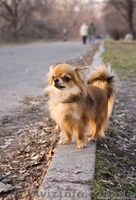 Всегда к Вашим услугам - <ro>Изображение</ro><ru>Изображение</ru> #1, <ru>Объявление</ru> #606516