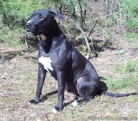 Продам чистокровных, красивенных  щенков ПИТБУЛЯ - <ro>Изображение</ro><ru>Изображение</ru> #4, <ru>Объявление</ru> #605987