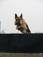 Щенки немецкой овчарки. Экстерьери рабочие качества. - <ro>Изображение</ro><ru>Изображение</ru> #2, <ru>Объявление</ru> #610665