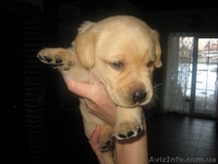 Щенки Лабрадора Продам срочно  - <ro>Изображение</ro><ru>Изображение</ru> #3, <ru>Объявление</ru> #620768