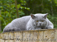 Чистокровные британские короткошерстные голубого и черного окрасов - <ro>Изображение</ro><ru>Изображение</ru> #3, <ru>Объявление</ru> #615751