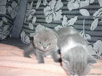 Котята британские! - <ro>Изображение</ro><ru>Изображение</ru> #1, <ru>Объявление</ru> #673243
