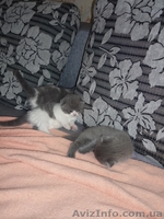 Котята британские! - <ro>Изображение</ro><ru>Изображение</ru> #3, <ru>Объявление</ru> #673243