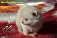 Щенки померанского шпица SHOW-CLASSA! - <ro>Изображение</ro><ru>Изображение</ru> #8, <ru>Объявление</ru> #670476