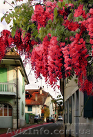  Глициния (wisteria floribunda), саженцы, растения открытого грунта - <ro>Изображение</ro><ru>Изображение</ru> #1, <ru>Объявление</ru> #658774