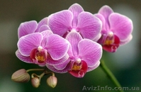 Продажа орхидей. Доставка бесплатная.  - <ro>Изображение</ro><ru>Изображение</ru> #2, <ru>Объявление</ru> #657509