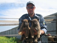 Продам щенков немецкой овчарки, 1,5 мес - <ro>Изображение</ro><ru>Изображение</ru> #1, <ru>Объявление</ru> #671102