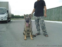 Продам щенков немецкой овчарки, 1,5 мес - <ro>Изображение</ro><ru>Изображение</ru> #3, <ru>Объявление</ru> #671102