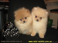 Щенки померанского шпица SHOW-CLASSA! - <ro>Изображение</ro><ru>Изображение</ru> #2, <ru>Объявление</ru> #670476