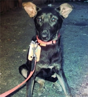 Метис добермана и терьера в хорошие руки - <ro>Изображение</ro><ru>Изображение</ru> #1, <ru>Объявление</ru> #652135