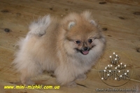 Щенки померанского шпица SHOW-CLASSA! - <ro>Изображение</ro><ru>Изображение</ru> #9, <ru>Объявление</ru> #670476
