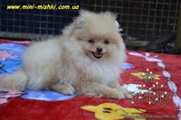 Щенки померанского шпица SHOW-CLASSA! - <ro>Изображение</ro><ru>Изображение</ru> #3, <ru>Объявление</ru> #670476