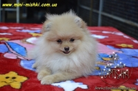 Щенки померанского шпица SHOW-CLASSA! - <ro>Изображение</ro><ru>Изображение</ru> #10, <ru>Объявление</ru> #670476