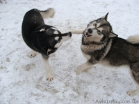 Аляскинский маламут  щенки - <ro>Изображение</ro><ru>Изображение</ru> #3, <ru>Объявление</ru> #661820