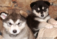 Аляскинский маламут  щенки - <ro>Изображение</ro><ru>Изображение</ru> #1, <ru>Объявление</ru> #661820