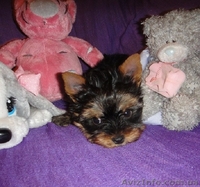 Миничка и мини стандарт йоркширского терьера с документами КСУ - <ro>Изображение</ro><ru>Изображение</ru> #2, <ru>Объявление</ru> #656023