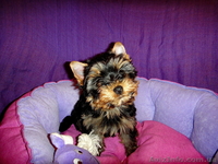 Миничка и мини стандарт йоркширского терьера с документами КСУ - <ro>Изображение</ro><ru>Изображение</ru> #3, <ru>Объявление</ru> #656023