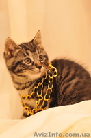 Котенка Курильский бобтейл - <ro>Изображение</ro><ru>Изображение</ru> #2, <ru>Объявление</ru> #671212