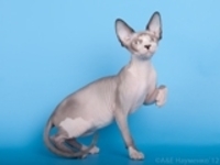 Потрясающие котята Сфинксы - <ro>Изображение</ro><ru>Изображение</ru> #2, <ru>Объявление</ru> #654048