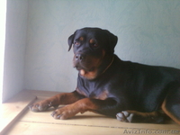 Надёжная защита Вас и вашего имущества - <ro>Изображение</ro><ru>Изображение</ru> #3, <ru>Объявление</ru> #669756