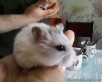 Карликовые  хомячки - <ro>Изображение</ro><ru>Изображение</ru> #3, <ru>Объявление</ru> #651538