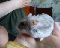 Карликовые  хомячки - <ro>Изображение</ro><ru>Изображение</ru> #2, <ru>Объявление</ru> #651538