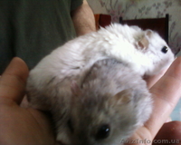 Карликовые  хомячки - <ro>Изображение</ro><ru>Изображение</ru> #1, <ru>Объявление</ru> #651538