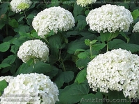 Продам рассаду: хризантемы,пионы,канны, ирисы,лилии,розы,гортензии,фиалки - <ro>Изображение</ro><ru>Изображение</ru> #7, <ru>Объявление</ru> #664806