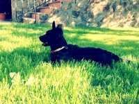 Лайма 4 мес метис пинчера очаровательная девочка - <ro>Изображение</ro><ru>Изображение</ru> #4, <ru>Объявление</ru> #658937