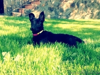 Лайма 4 мес метис пинчера очаровательная девочка - <ro>Изображение</ro><ru>Изображение</ru> #5, <ru>Объявление</ru> #658937