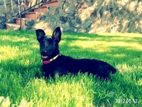 Лайма 4 мес метис пинчера очаровательная девочка - <ro>Изображение</ro><ru>Изображение</ru> #1, <ru>Объявление</ru> #658937