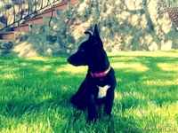 Лайма 4 мес метис пинчера очаровательная девочка - <ro>Изображение</ro><ru>Изображение</ru> #7, <ru>Объявление</ru> #658937