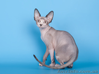 Потрясающие котята Сфинксы - <ro>Изображение</ro><ru>Изображение</ru> #1, <ru>Объявление</ru> #654048