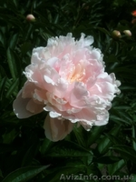 Продам рассаду: хризантемы,пионы,канны, ирисы,лилии,розы,гортензии,фиалки - <ro>Изображение</ro><ru>Изображение</ru> #2, <ru>Объявление</ru> #664806