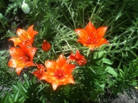 Продам рассаду: хризантемы,пионы,канны, ирисы,лилии,розы,гортензии,фиалки - <ro>Изображение</ro><ru>Изображение</ru> #3, <ru>Объявление</ru> #664806