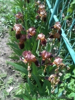 Продам рассаду: хризантемы,пионы,канны, ирисы,лилии,розы,гортензии,фиалки - <ro>Изображение</ro><ru>Изображение</ru> #4, <ru>Объявление</ru> #664806