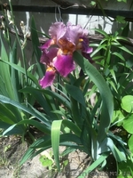 Продам рассаду: хризантемы,пионы,канны, ирисы,лилии,розы,гортензии,фиалки - <ro>Изображение</ro><ru>Изображение</ru> #5, <ru>Объявление</ru> #664806